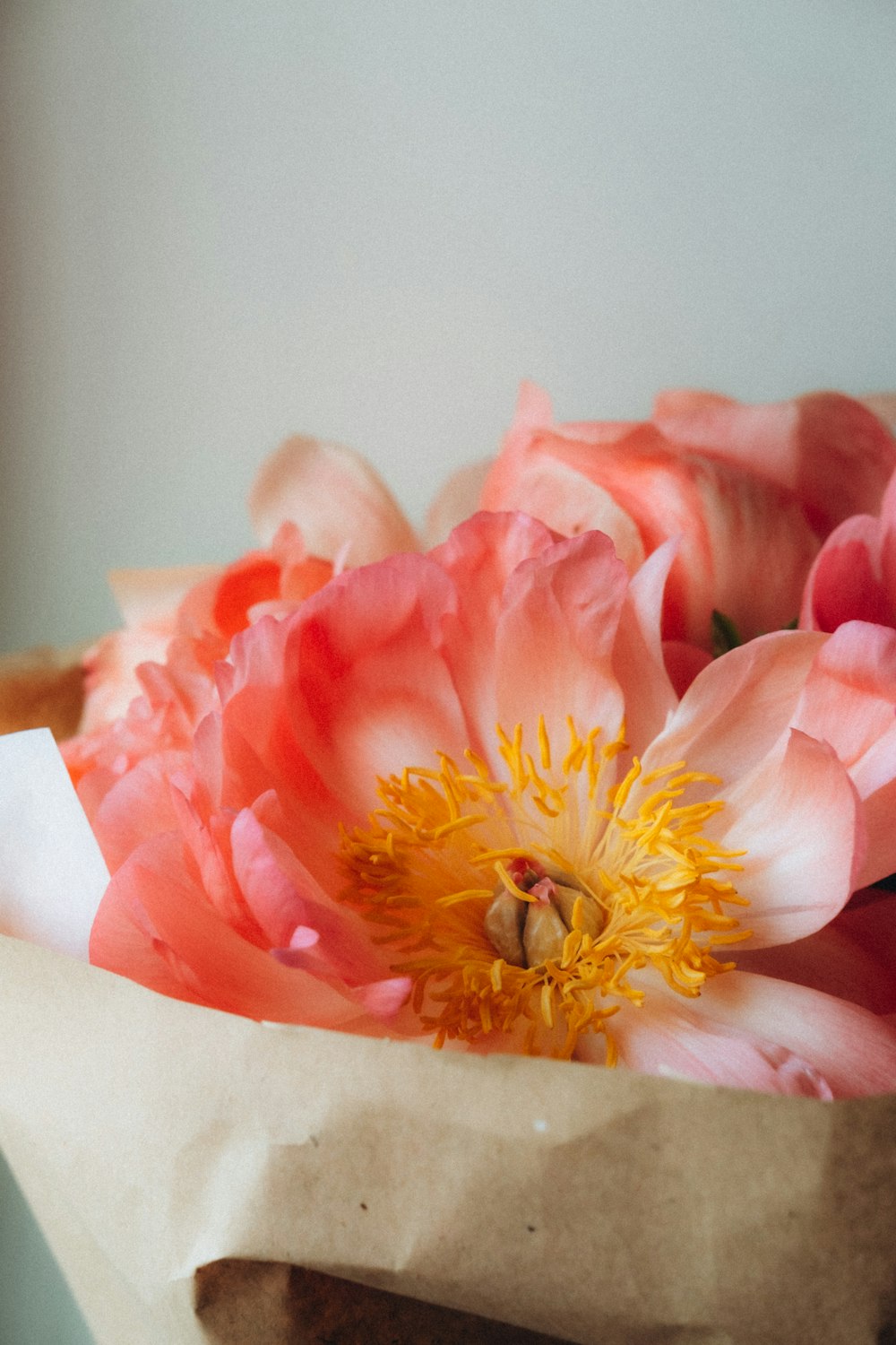 pink and white flower on white table