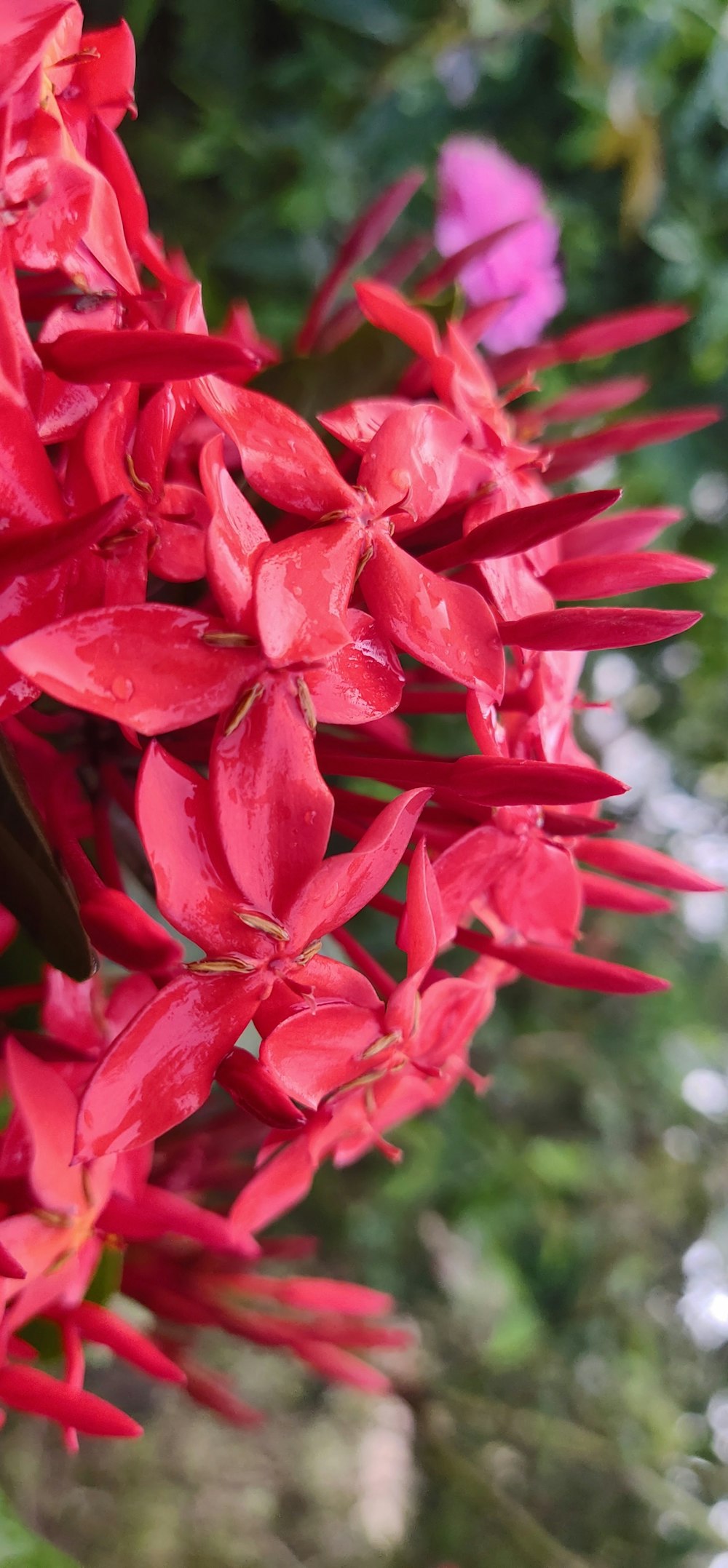 red flowers in tilt shift lens