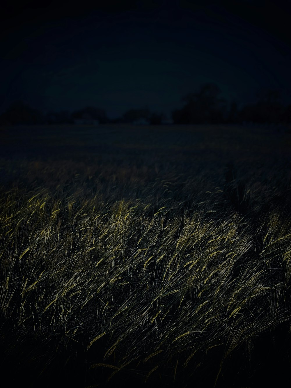 campo de grama marrom durante a noite