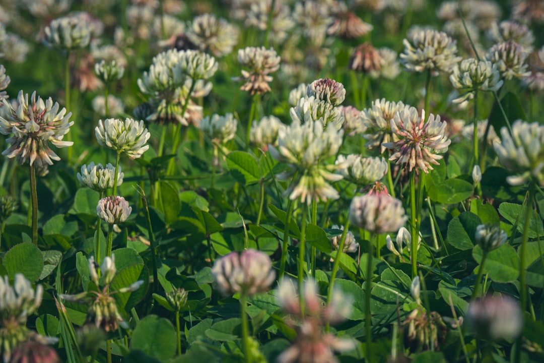 white flowers in tilt shift lens