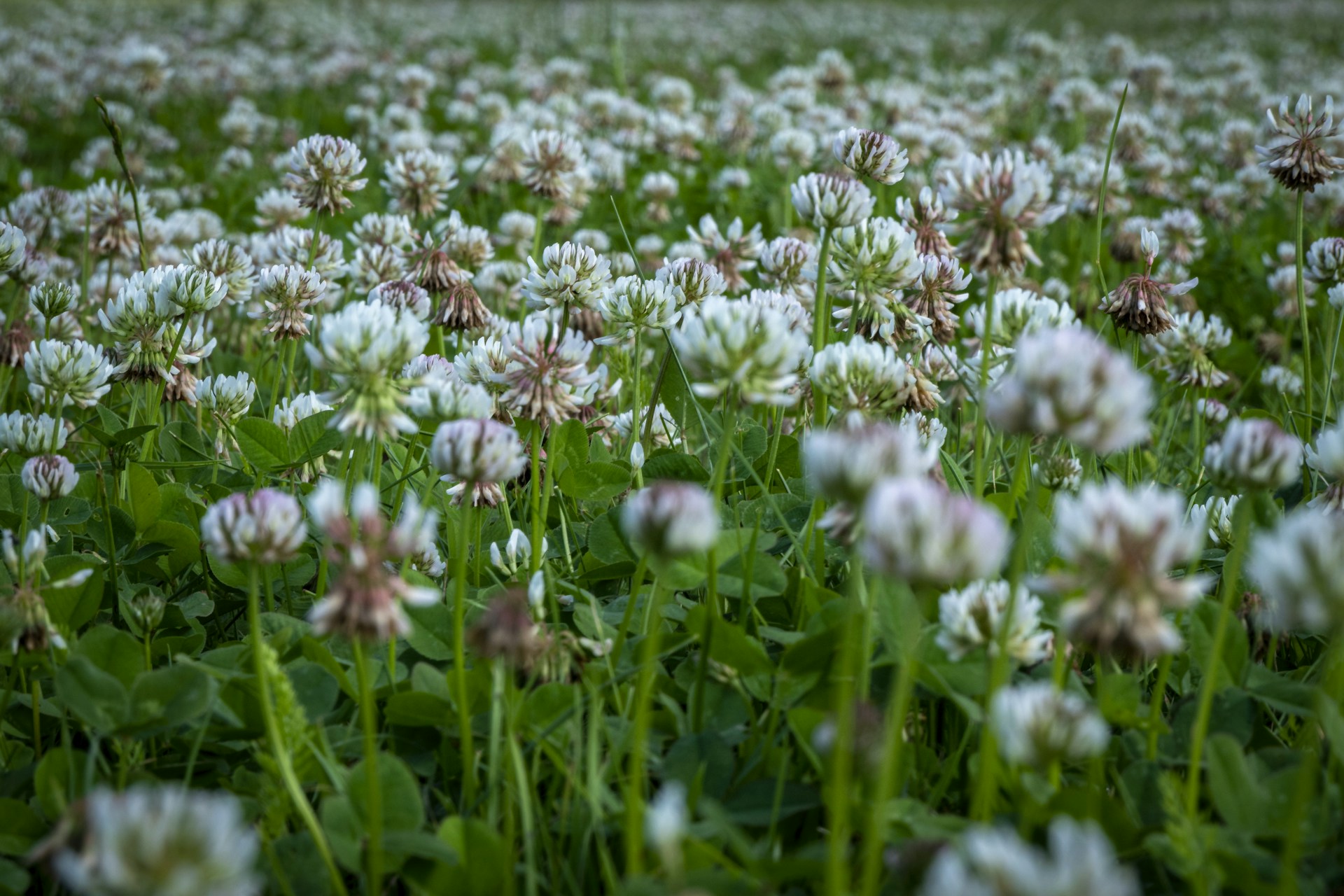 white flowers on green grass field during daytime