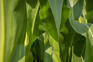 green banana leaf in close up photography