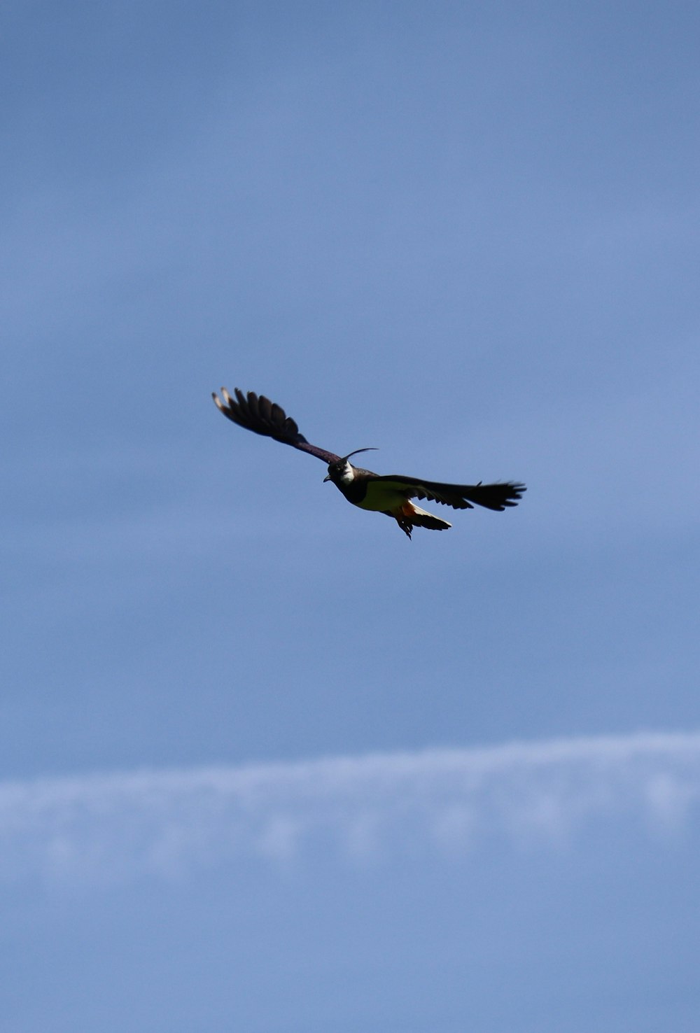 black and yellow bird flying