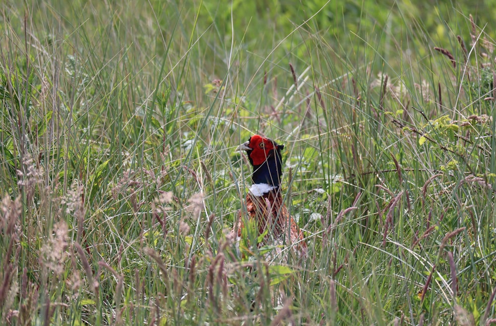 red and black bird on brown grass field during daytime