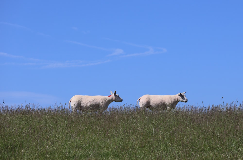 white sheep on green grass field during daytime