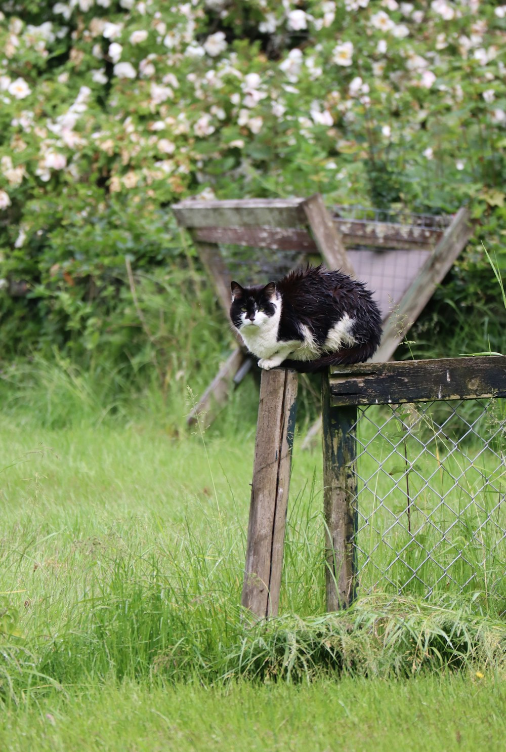 black and white long coated dog on brown wooden fence during daytime