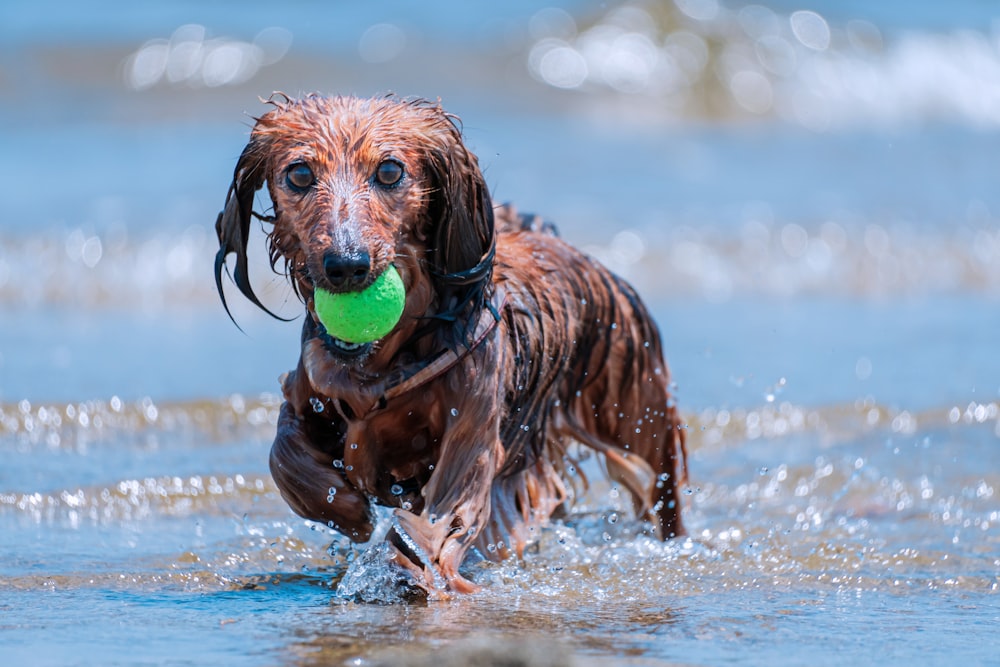 brown short coated dog in water