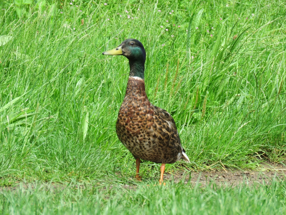 brown and black duck on green grass field during daytime