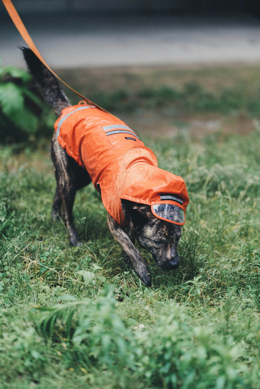 black short coated dog on green grass field during daytime