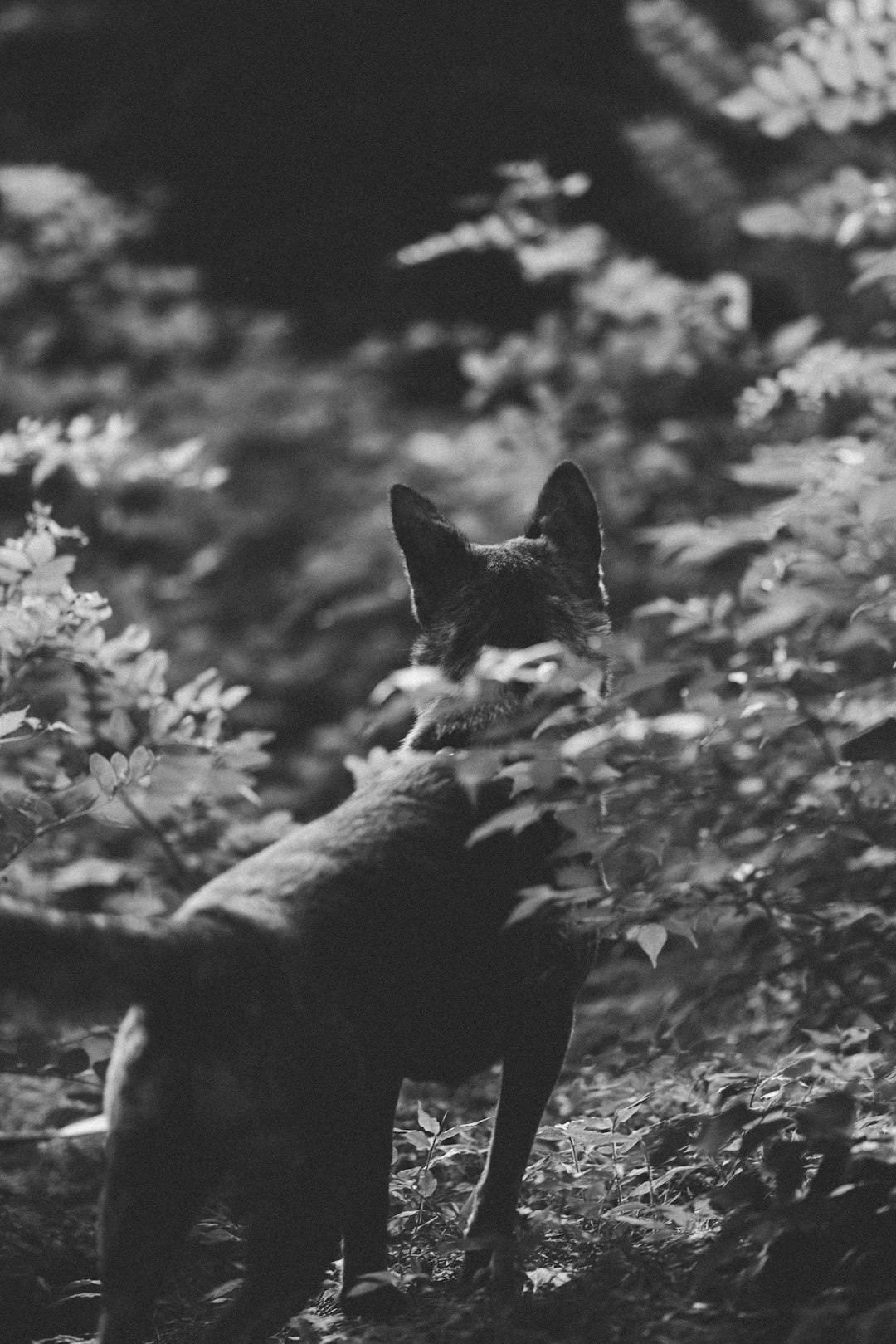 black and white cat on the ground