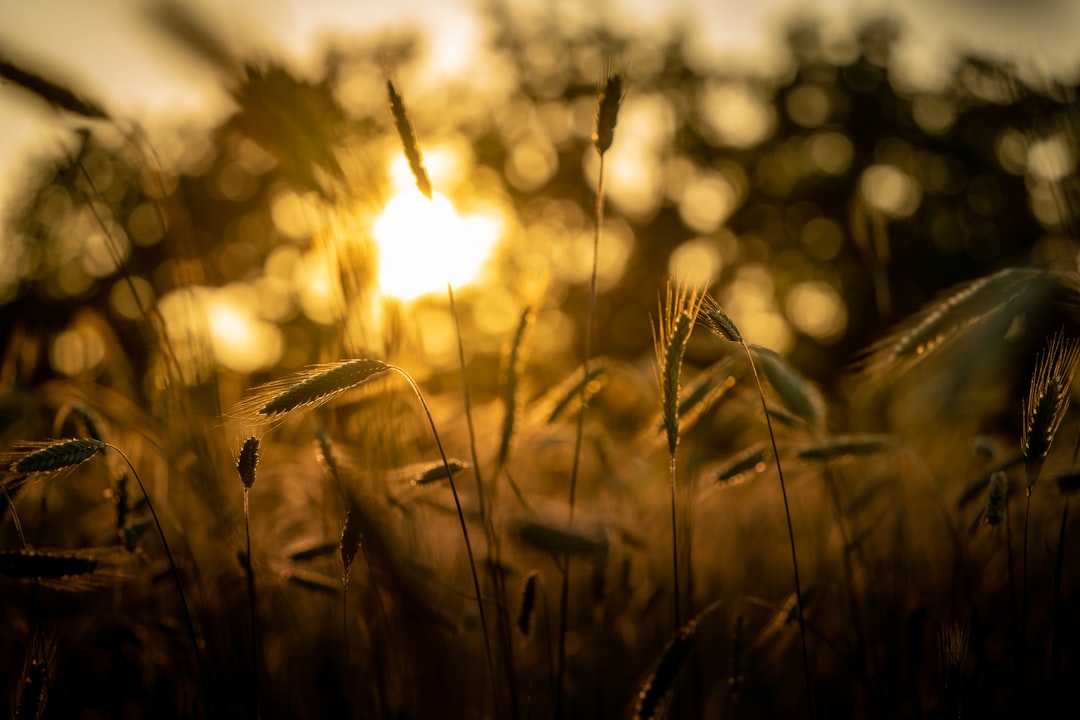 green grass during golden hour