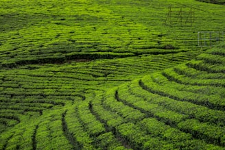 green grass field during daytime