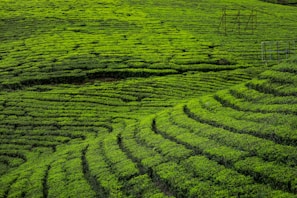 green grass field during daytime