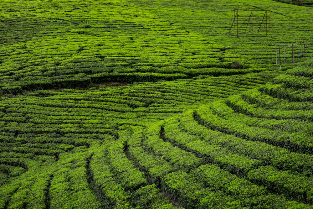 campo de grama verde durante o dia