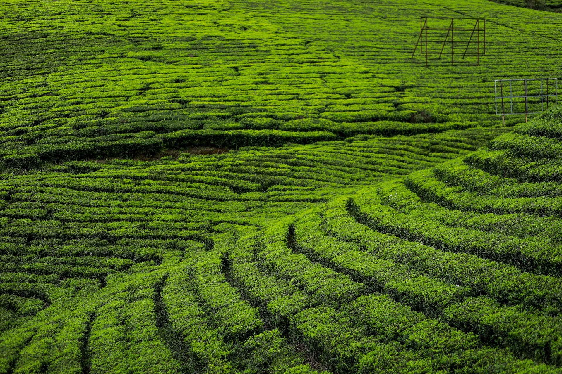 green grass field during daytime