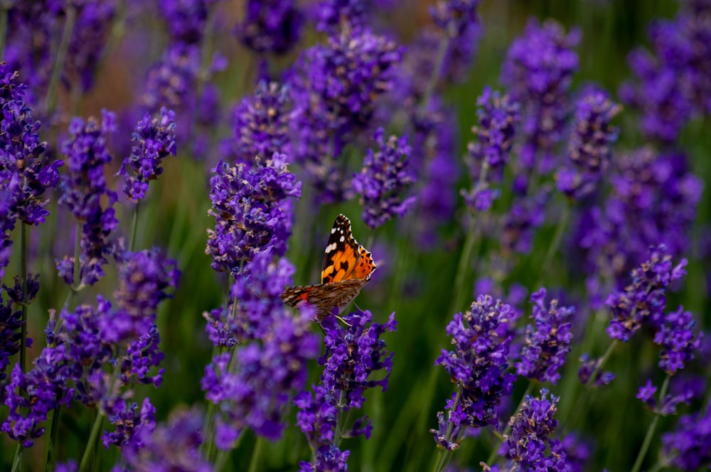 brown black and white butterfly perched on purple flower