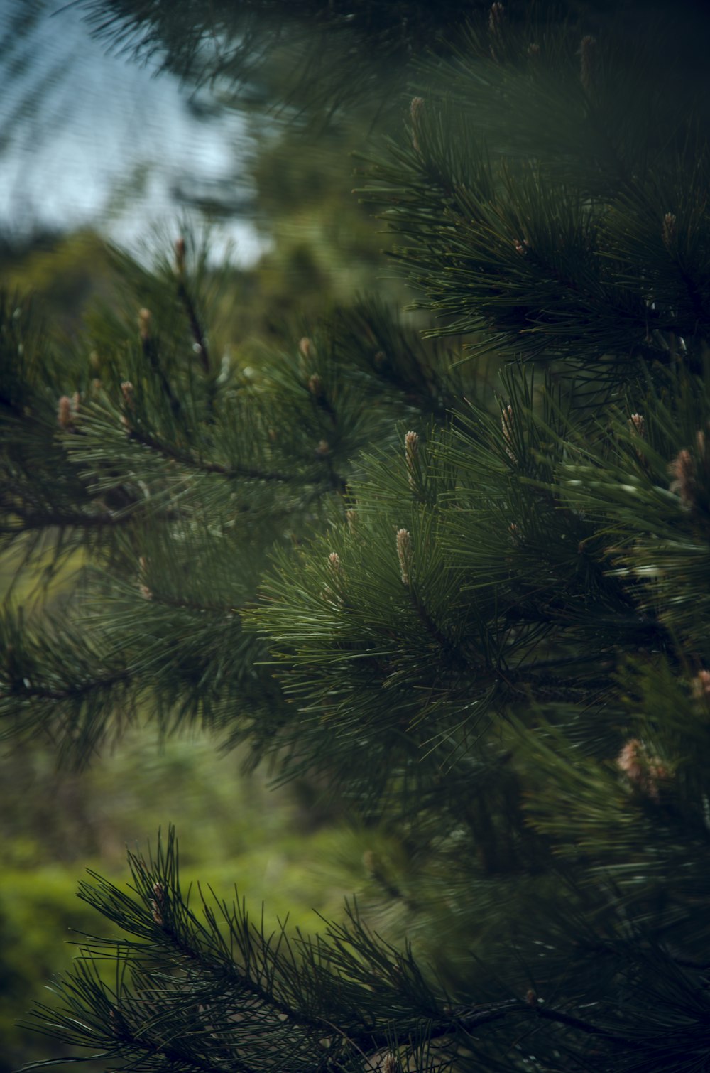 green pine tree in close up photography