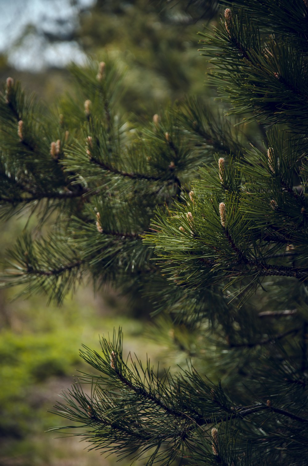 green pine tree in close up photography