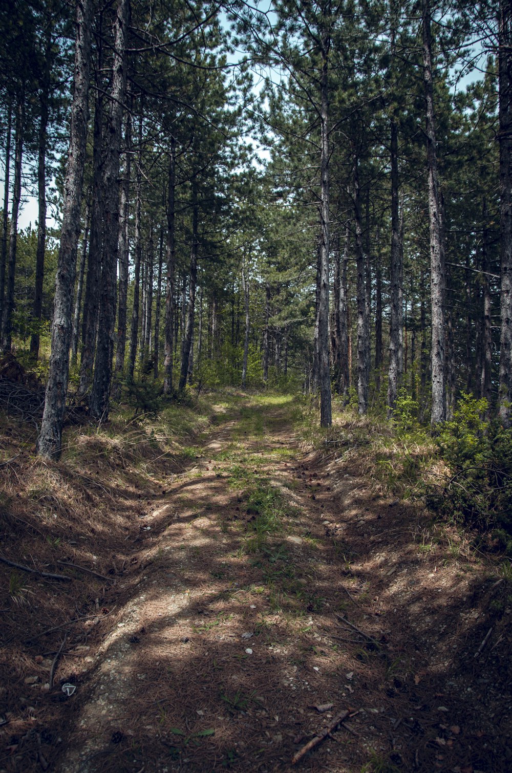 green trees on brown soil