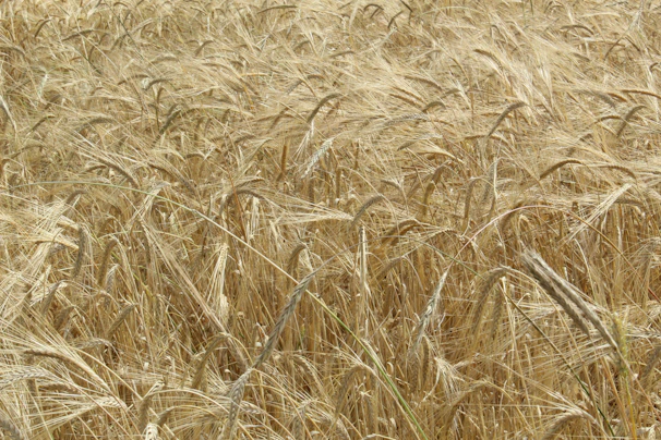 A farmer inspecting wheat fields with golden stalks swaying gently in the breeze.
