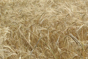 Sunlit field of ripe grain crops swaying gently in the breeze.