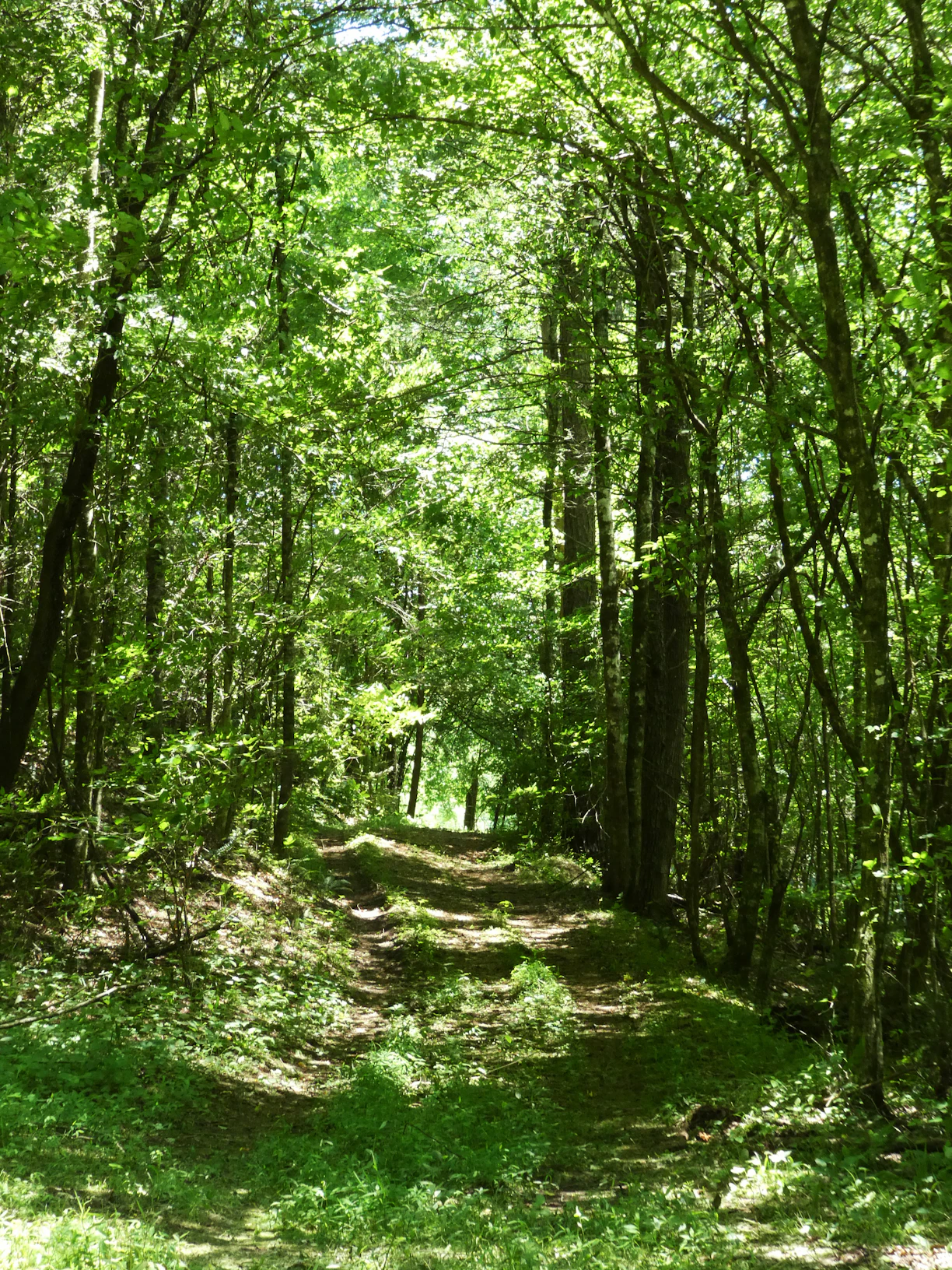 green trees on green grass field during daytime