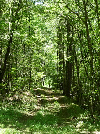 green trees on green grass field during daytime