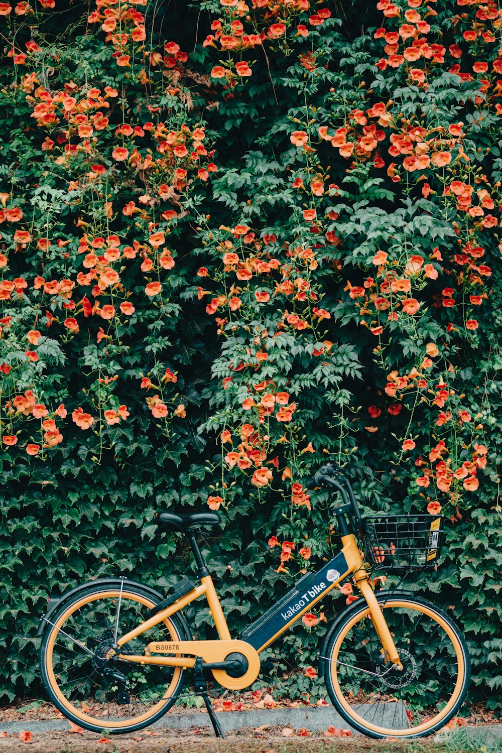 yellow bicycle with red and green leaves
