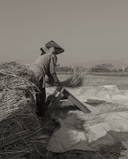 A person wearing a hat working in a field, engaged in threshing or processing crops. Surrounding the individual are bundles of straw and an inclined wooden apparatus that assists in the task. The expansive field and distant trees suggest a rural environment.