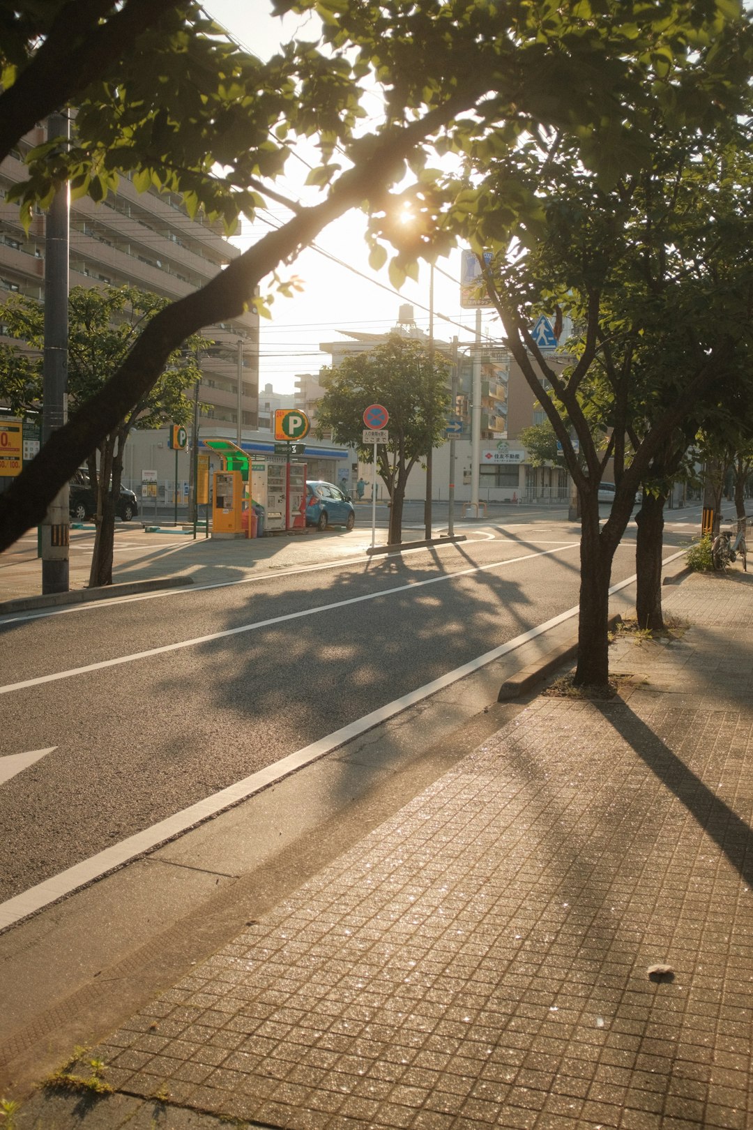 green trees on sidewalk during daytime