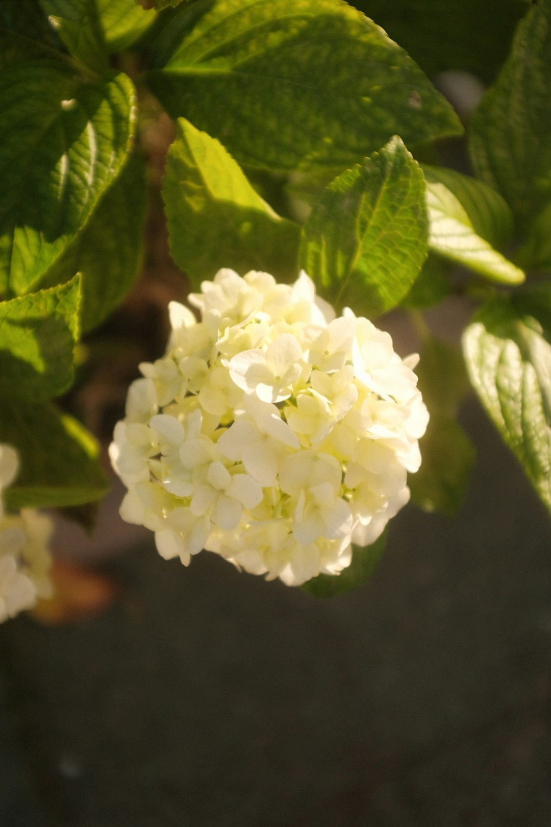 white flower in tilt shift lens