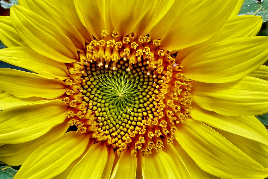 yellow flower in macro lens