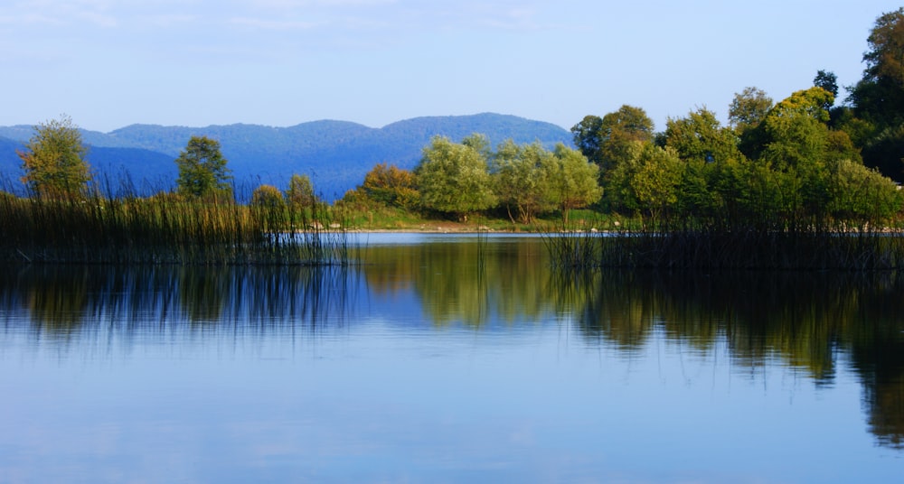 Grüne Bäume am See unter blauem Himmel tagsüber