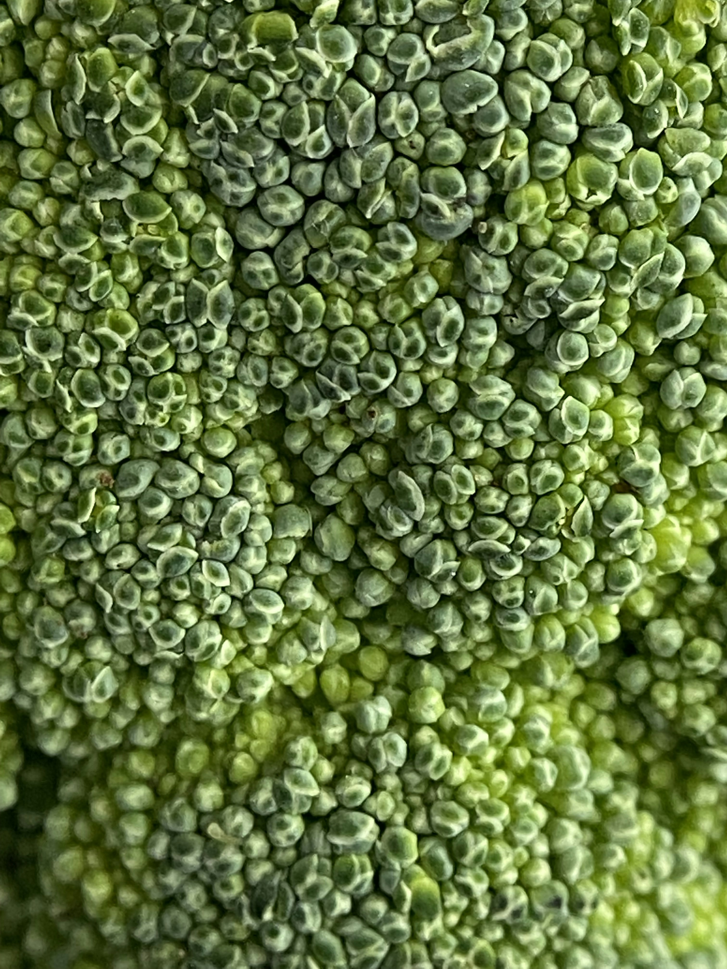 Fresh broccoli florets with vibrant green colour on white surface in bright natural light, close up detail