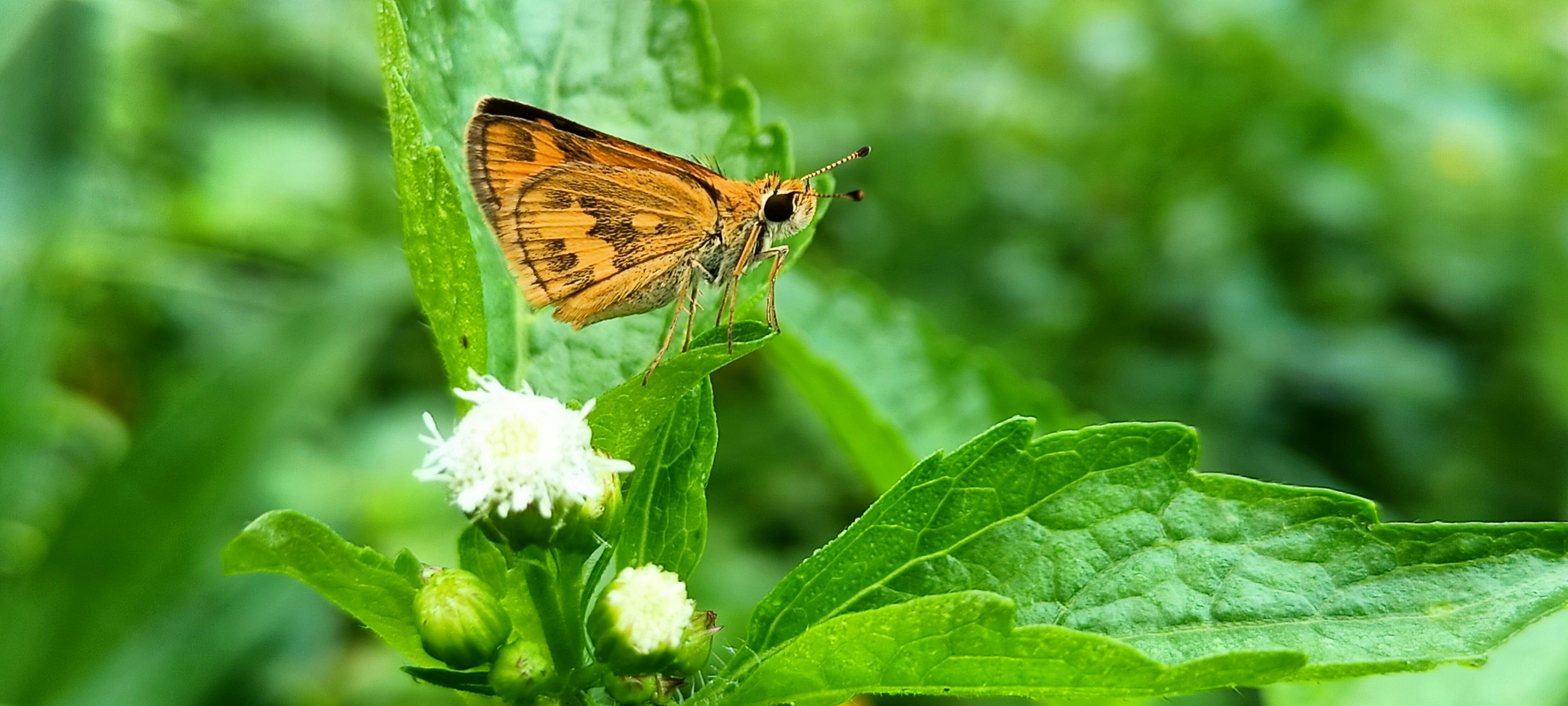 brown and black butterfly on white flower