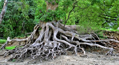 brown tree trunk on brown soil