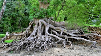 brown tree trunk on brown soil