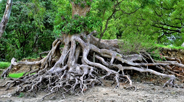brown tree trunk on brown soil