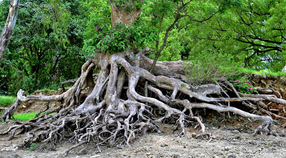 brown tree trunk on brown soil