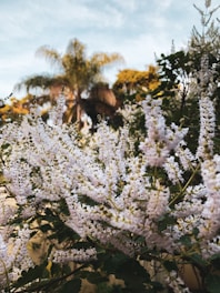 white flowers on brown rock during daytime
