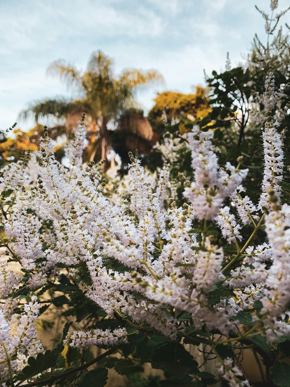 white flowers on brown rock during daytime