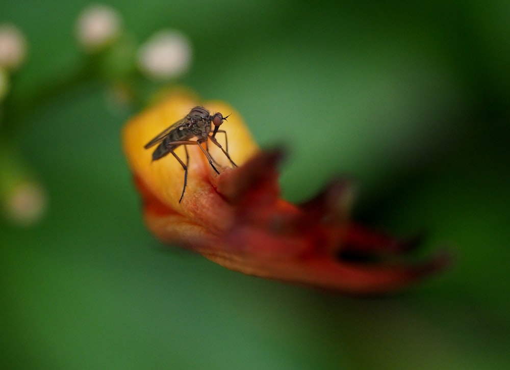insecto negro y amarillo en flor roja