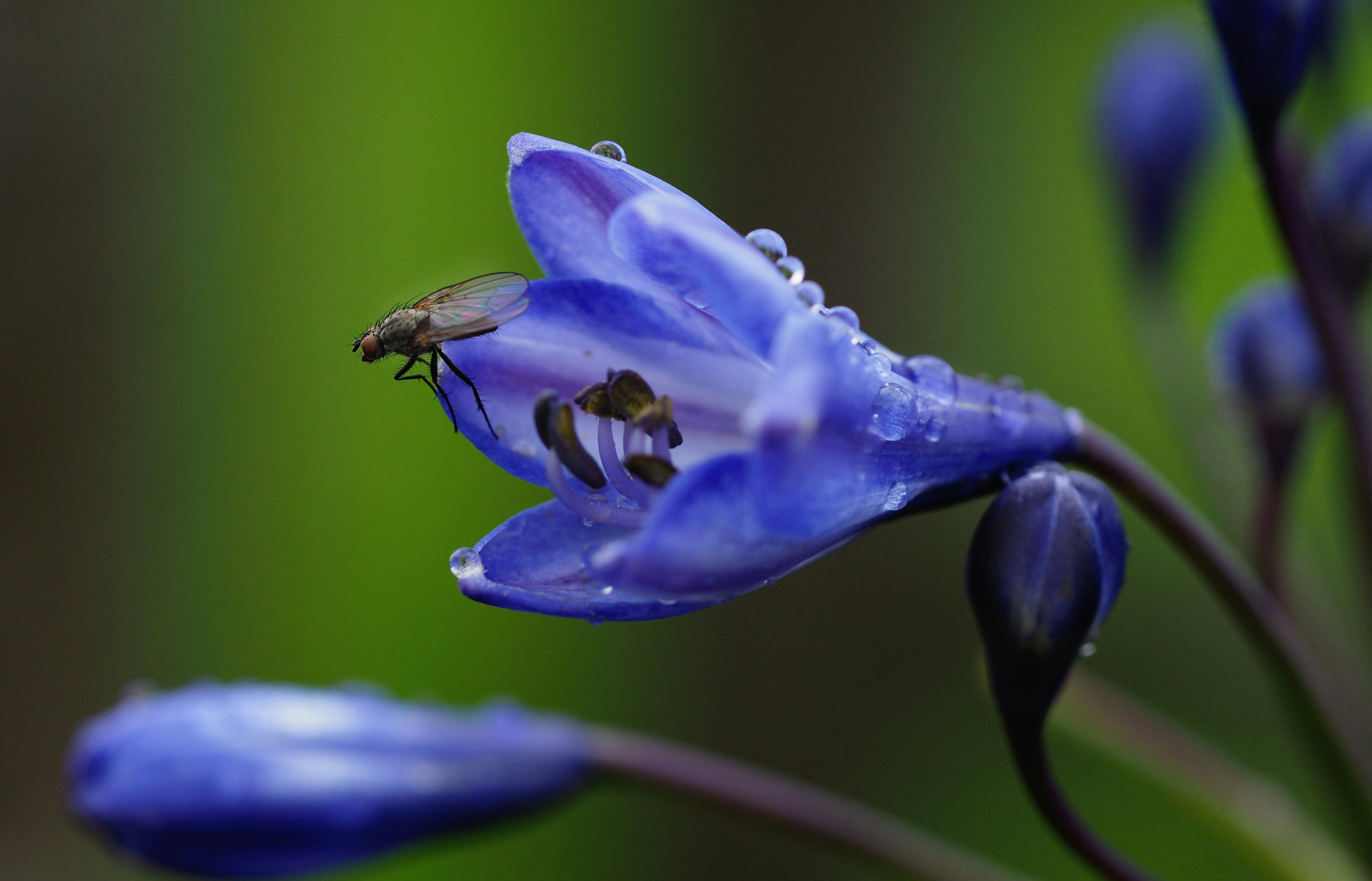 Photo by bigponorris