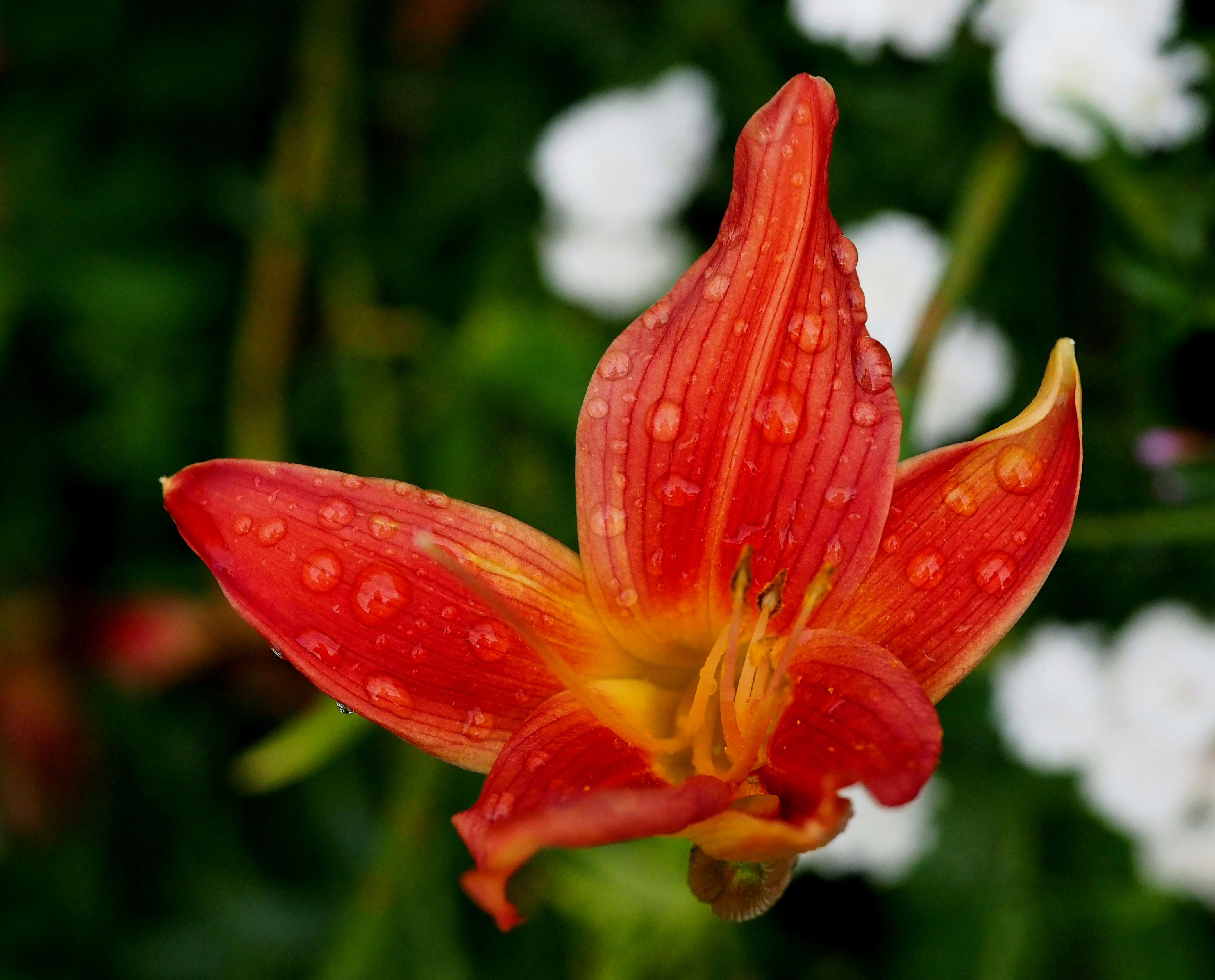 Photo by bigponorris