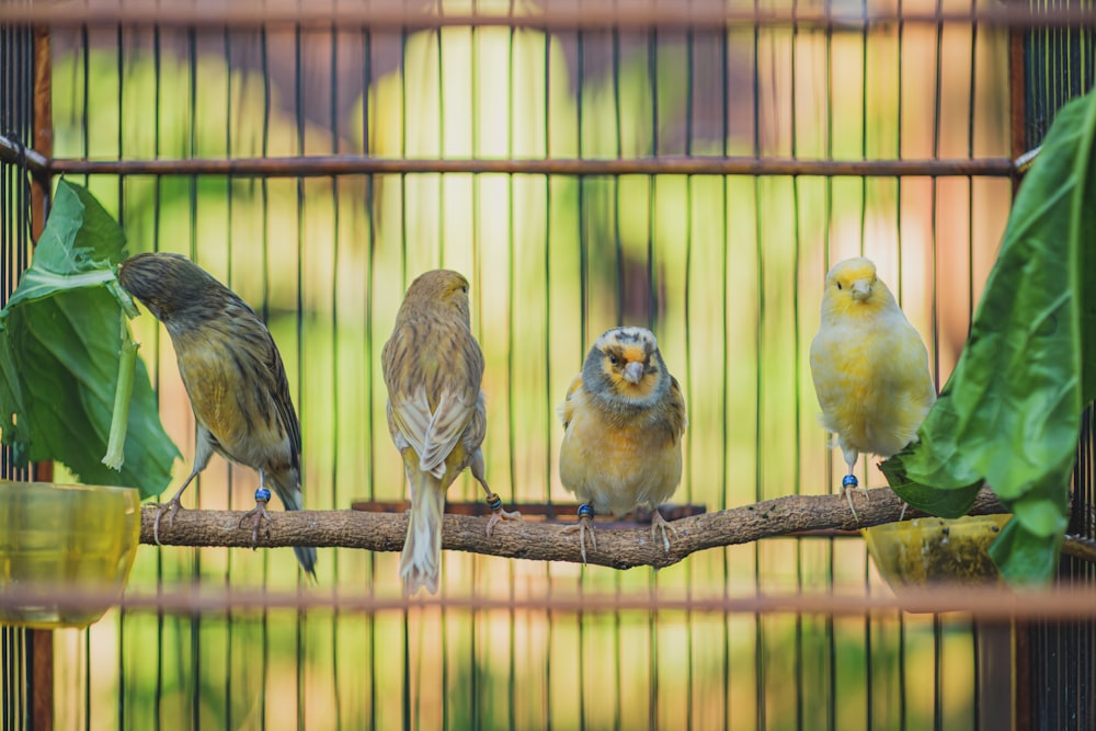 two yellow and gray birds on brown tree branch