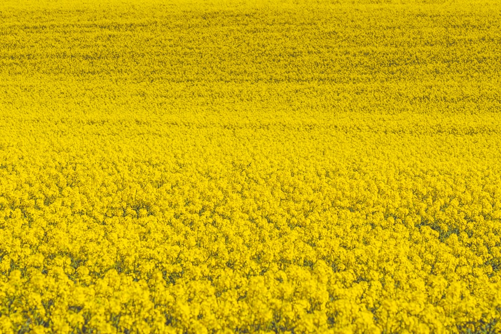 낮의 노란 꽃밭