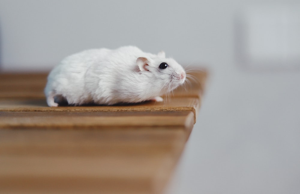 white rodent on brown wooden table