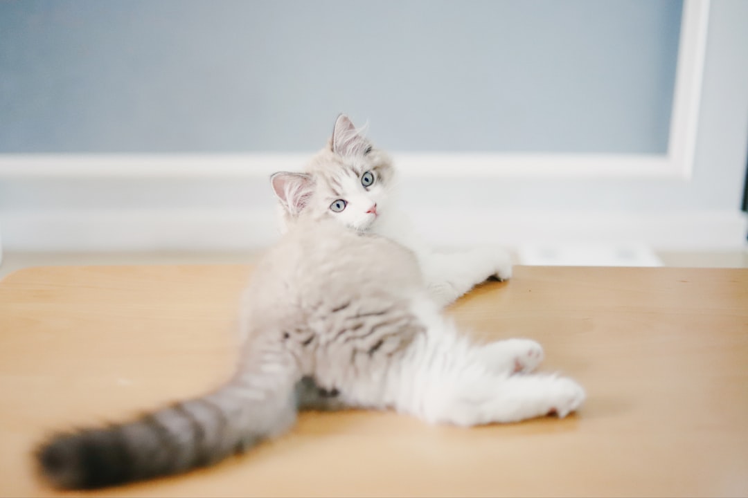 white cat lying on floor