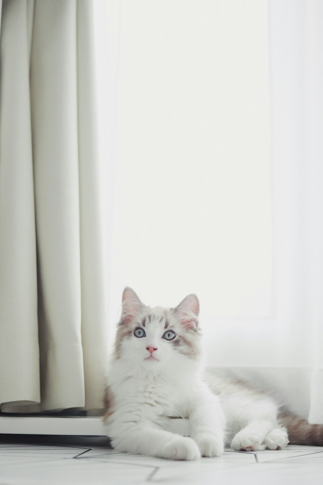 white cat on white window curtain