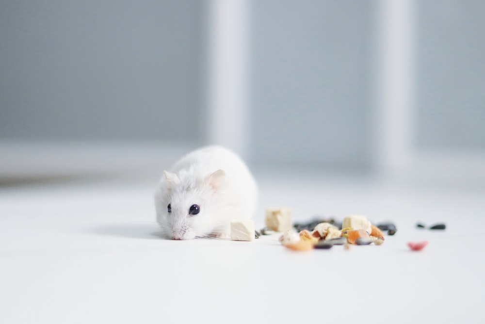 white mouse on white table